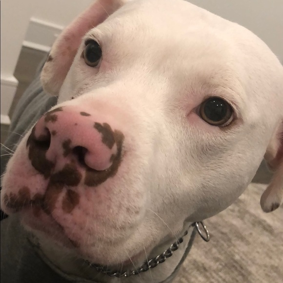 Meet your Posher, Christopher - Picture 4 of 4